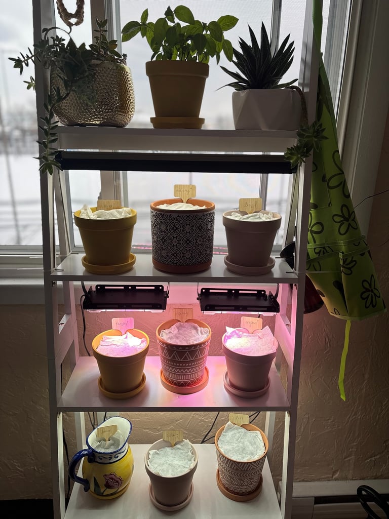 Indoor herb garden on a window shelf with grow lights and seed starting pots