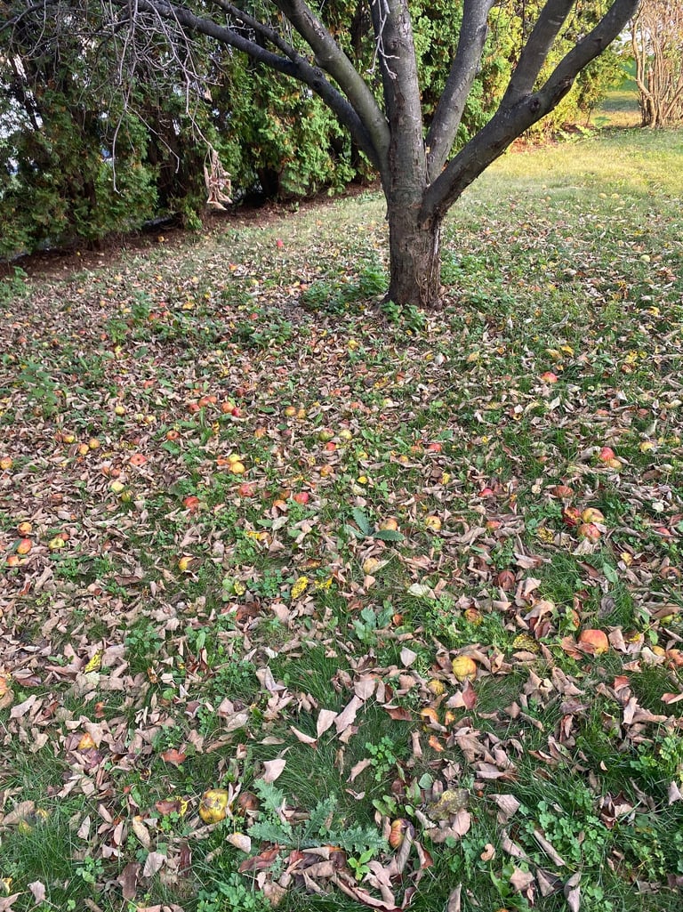 leafs on ground from apple tree