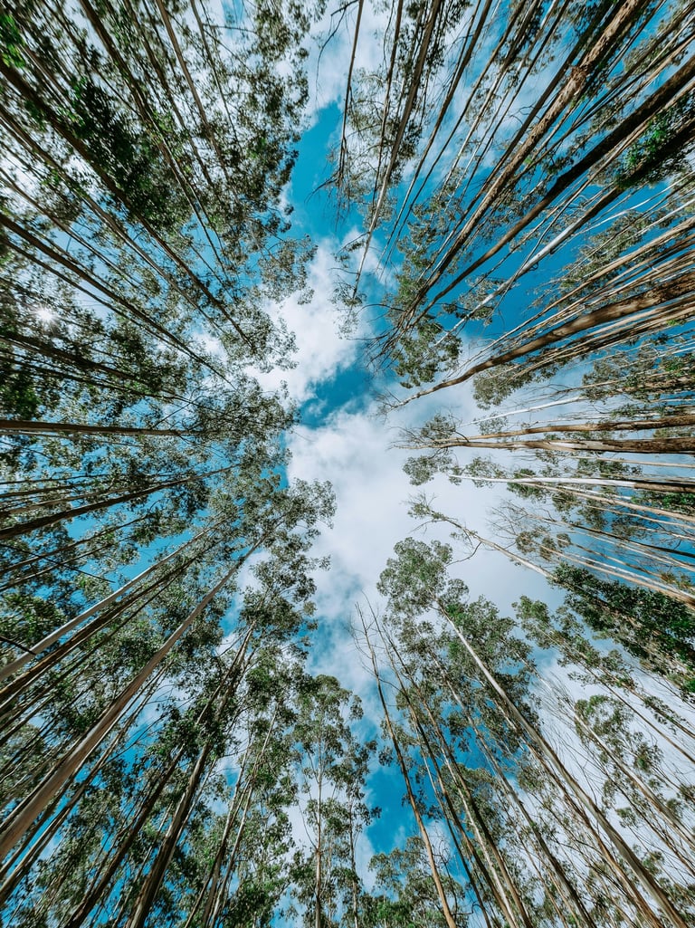 Licenciamento ambiental completo: LP, LI, LO, LOR, renovações e licenças específicas.