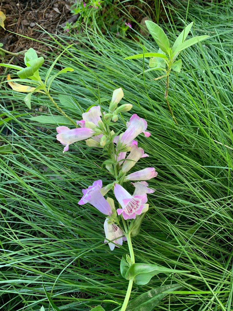 flowers in Fallbrook
