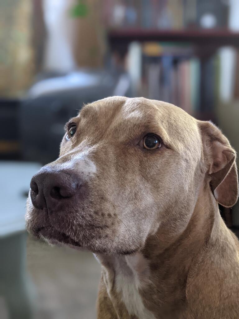 Tan dog sitting in a room