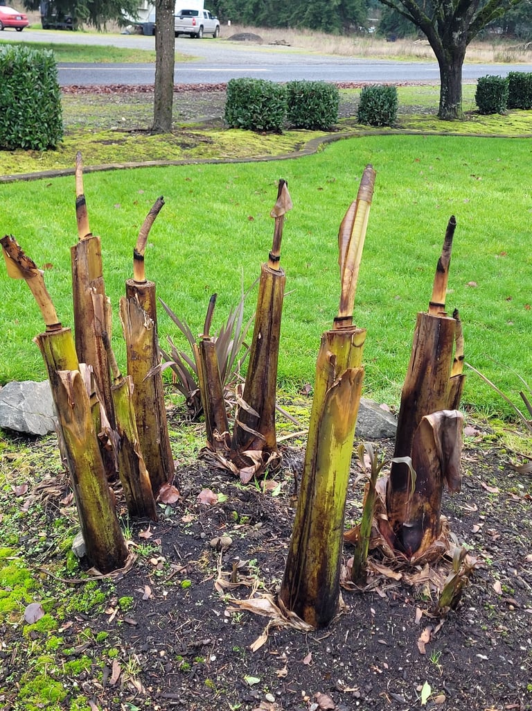 banana palm cut before total freeze, still trying to grow