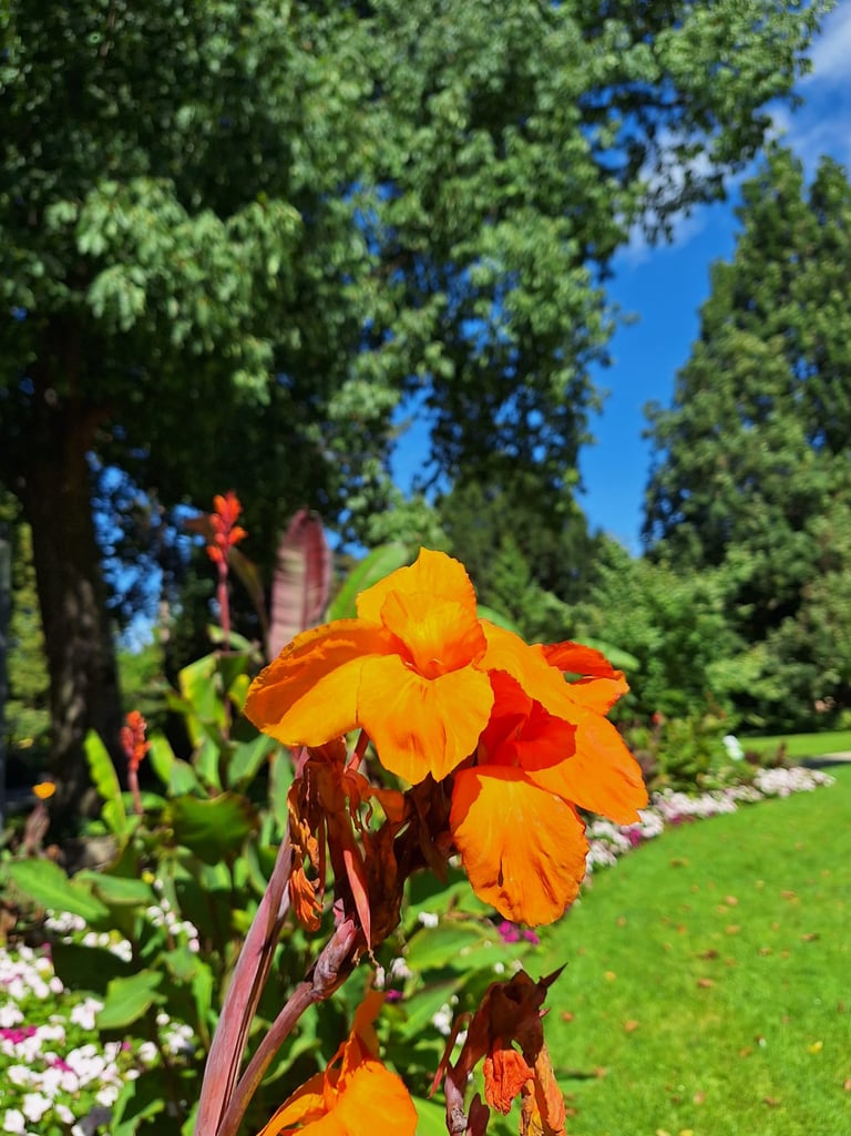 a orange flower that grows in Japan