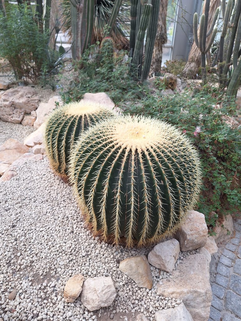 Two Golde Barrel Cacti in a stony environment