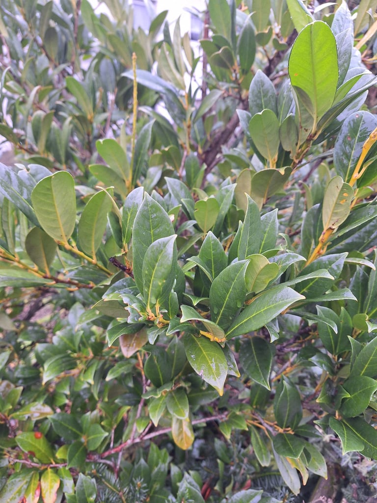 a leafy deer resistant shrub perfect for shade