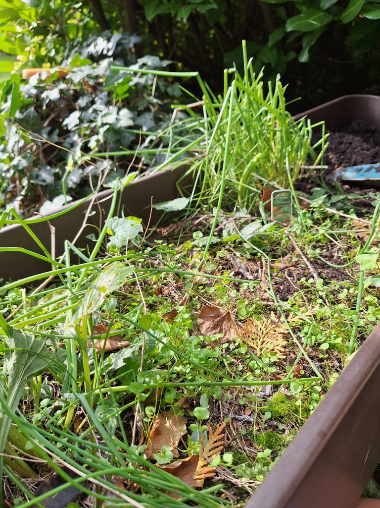 a messed up garden that is full of weed
