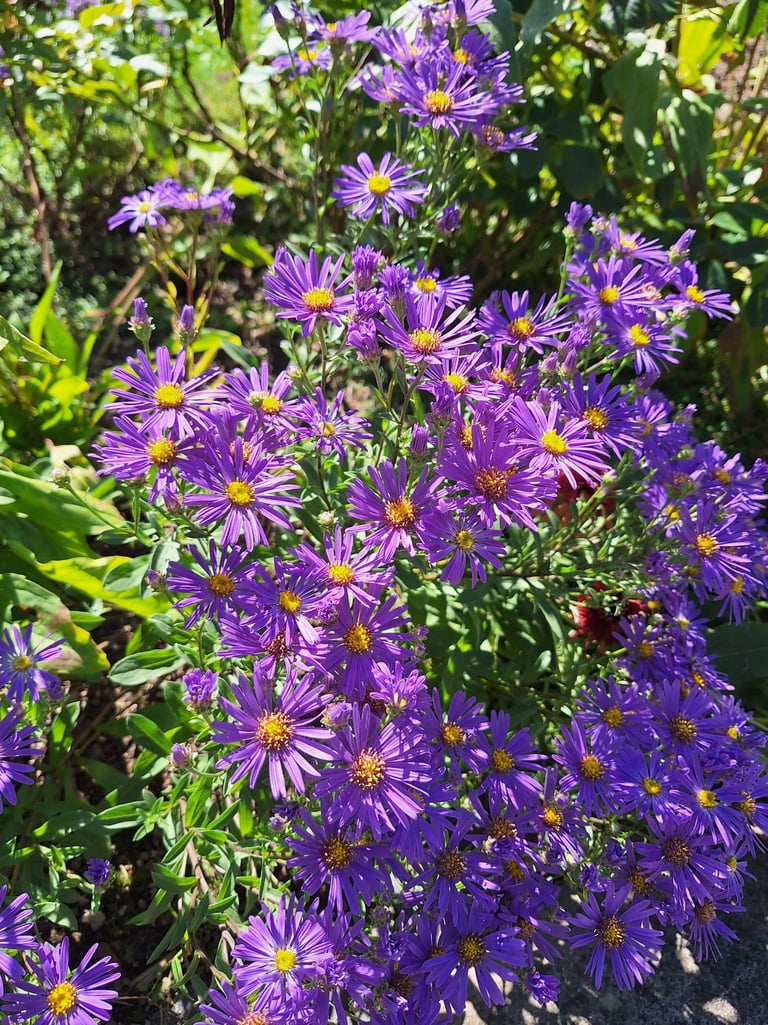multipe september flowering plants in a garden