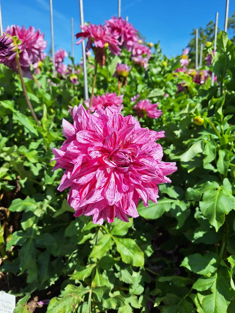 a  pink fowering plant bloomig in June
