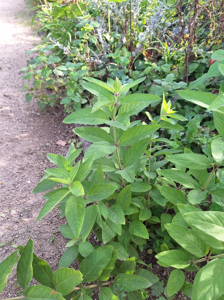 Mint herbs growing well in a green space