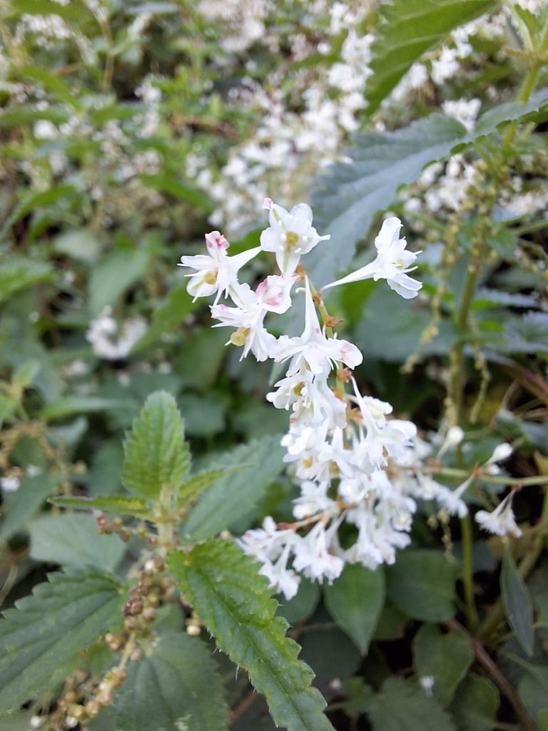 the tiny white flower of the Fallopia Aubertii