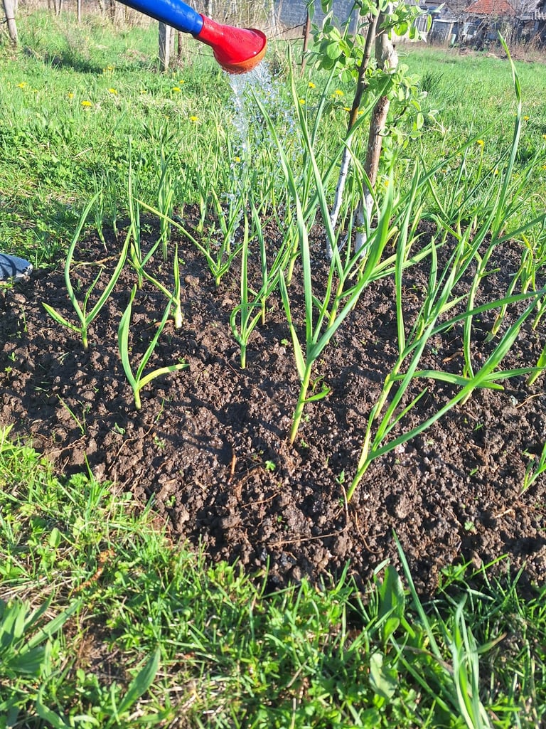 a person watering garden plants correctly