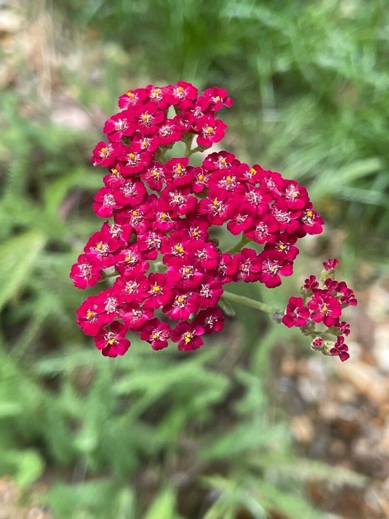 clusters of red Common Yarrow flowers