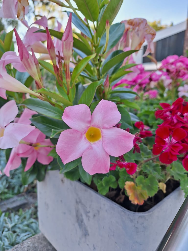 pink and red flowers in a flower bed with green plants