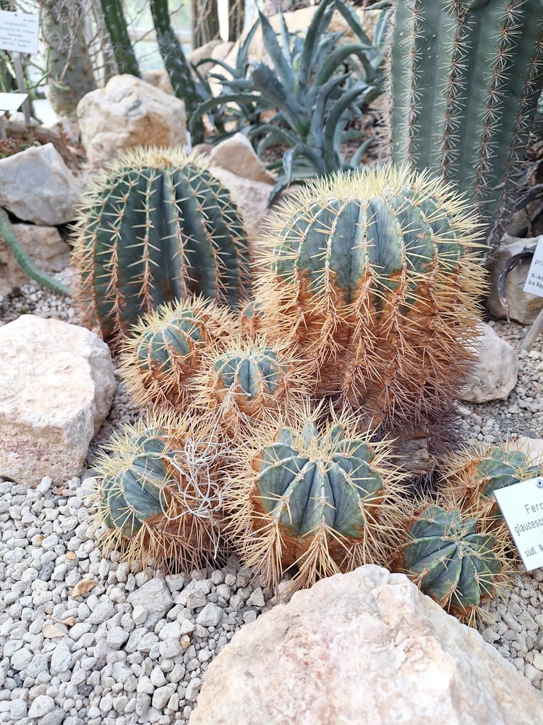 multiple round cacti
