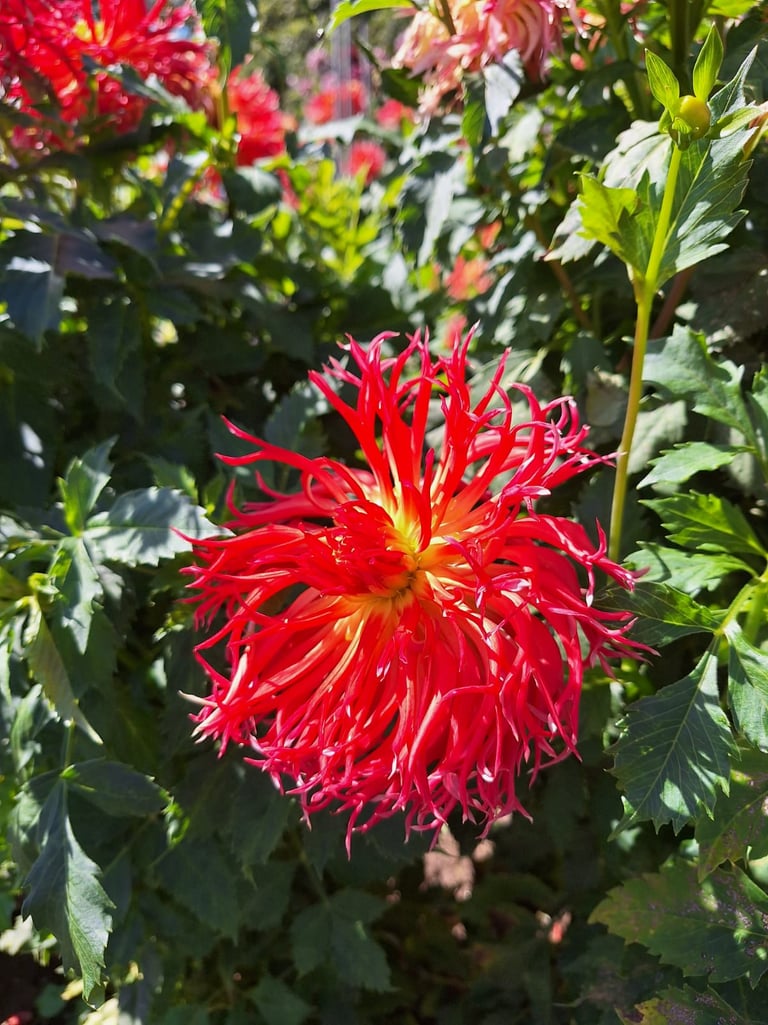 a red Dahlia blooming on a bush