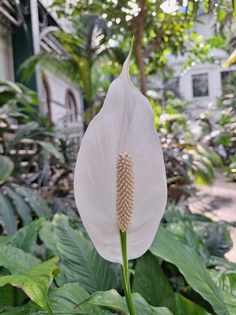 one white Peace Lily in a vegetative space