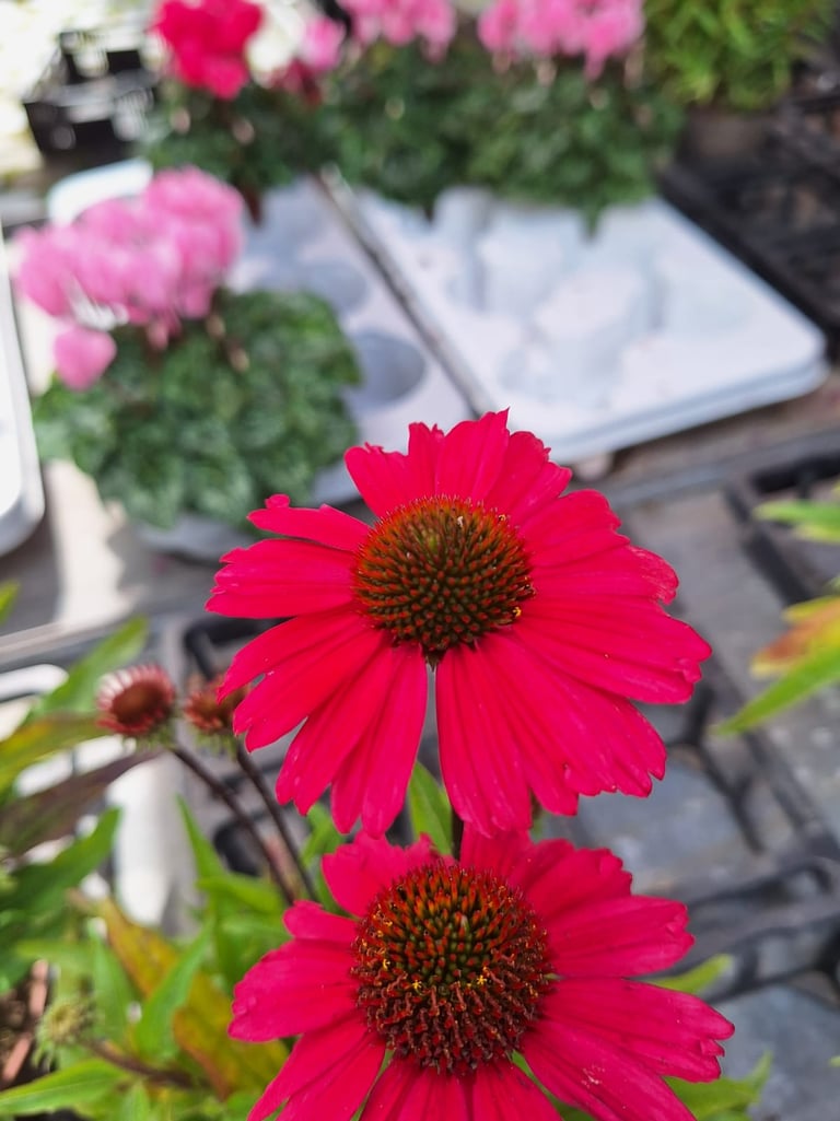 Echinacea