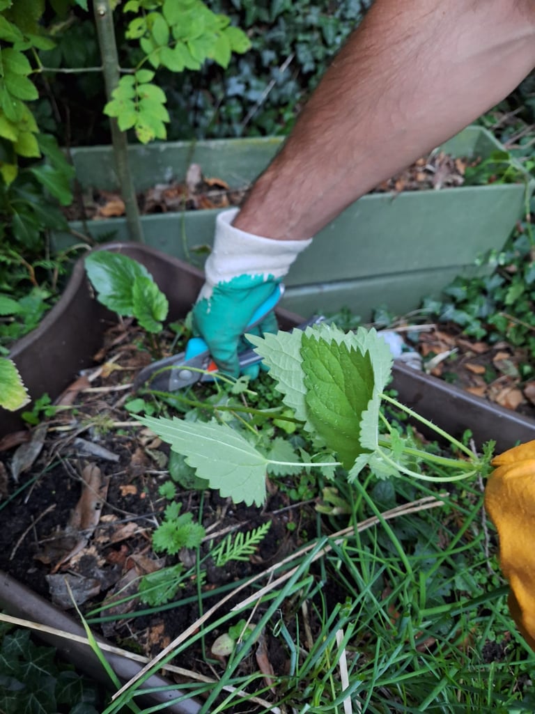 a person cutting down a Nettle