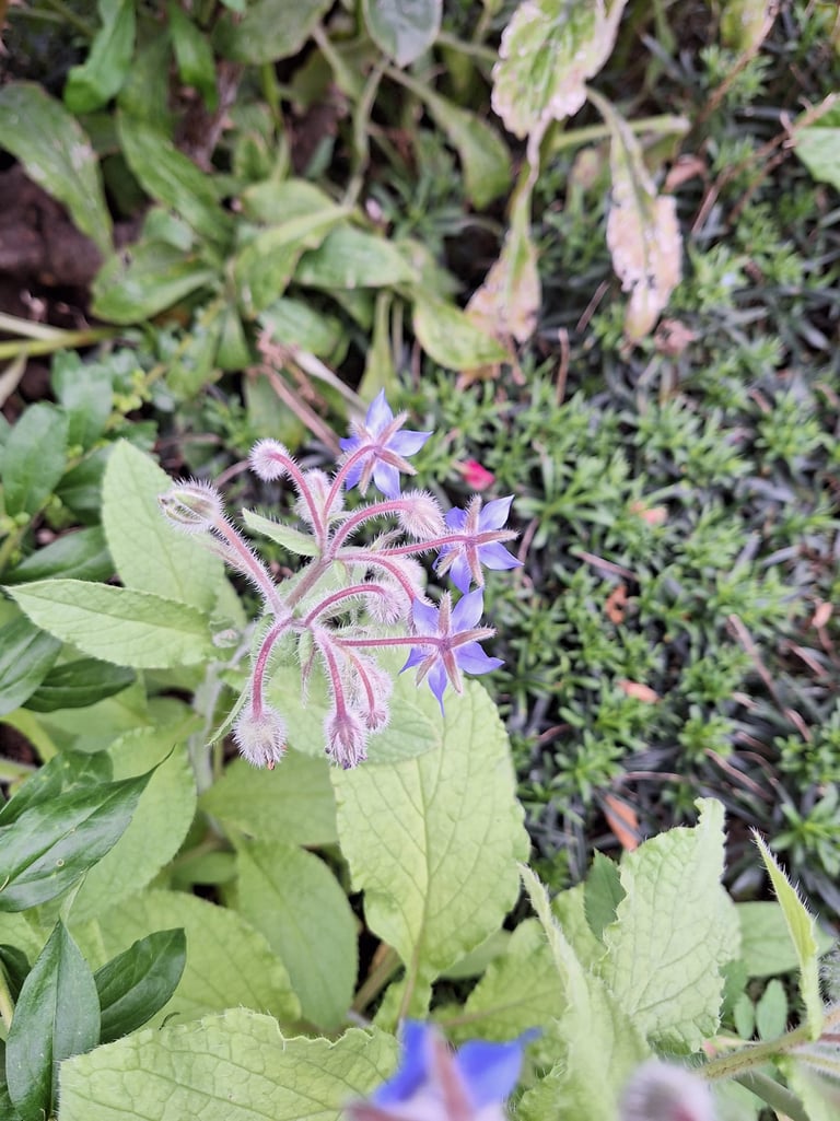 Borage