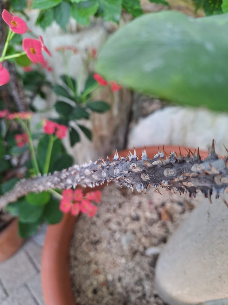 the thorny stem of the Crown of Thorns flowers
