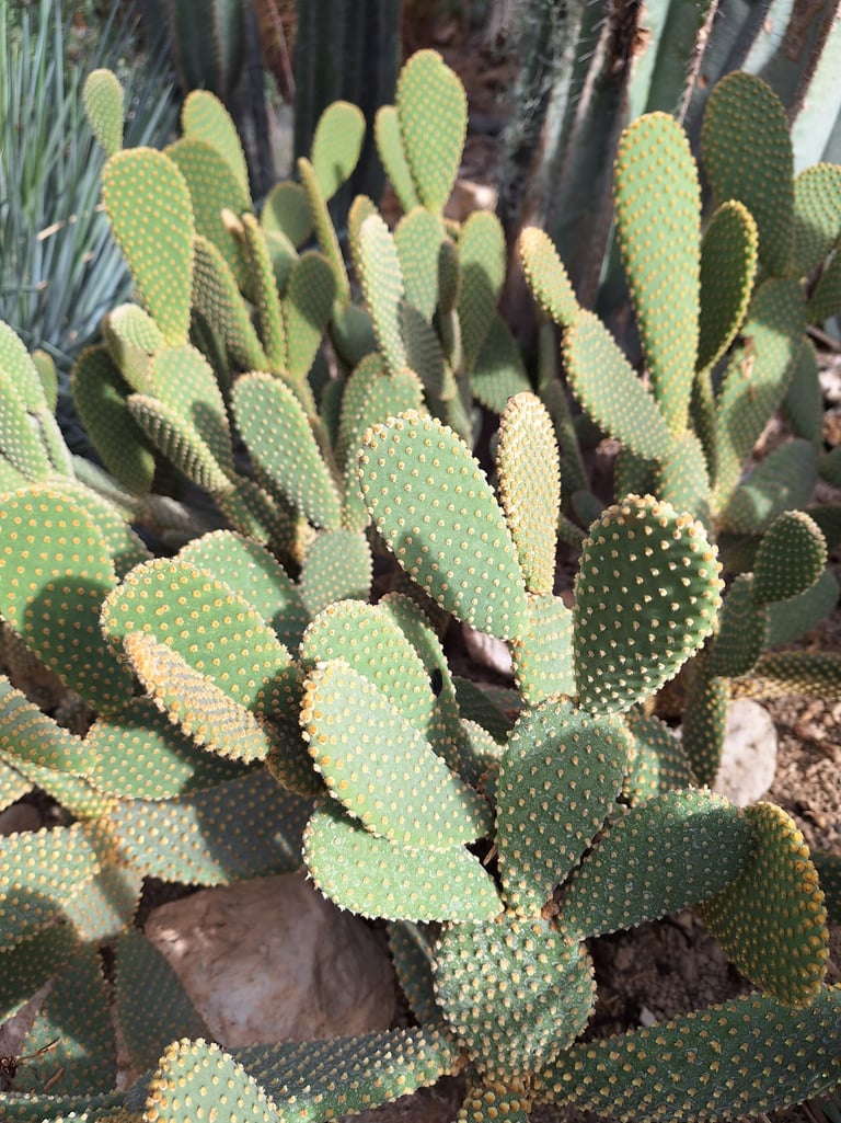Multiple green Pricly Pear Cactus plants