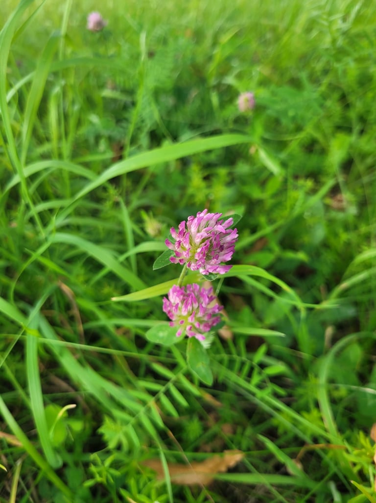 two green plants with flowers