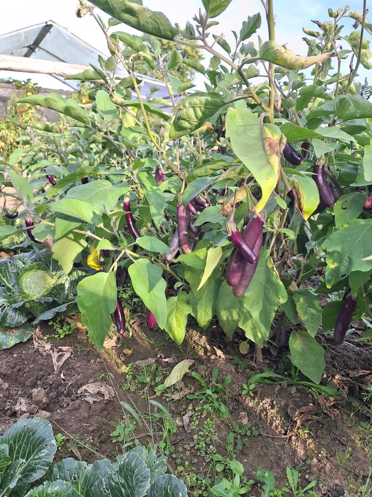 Eggplant