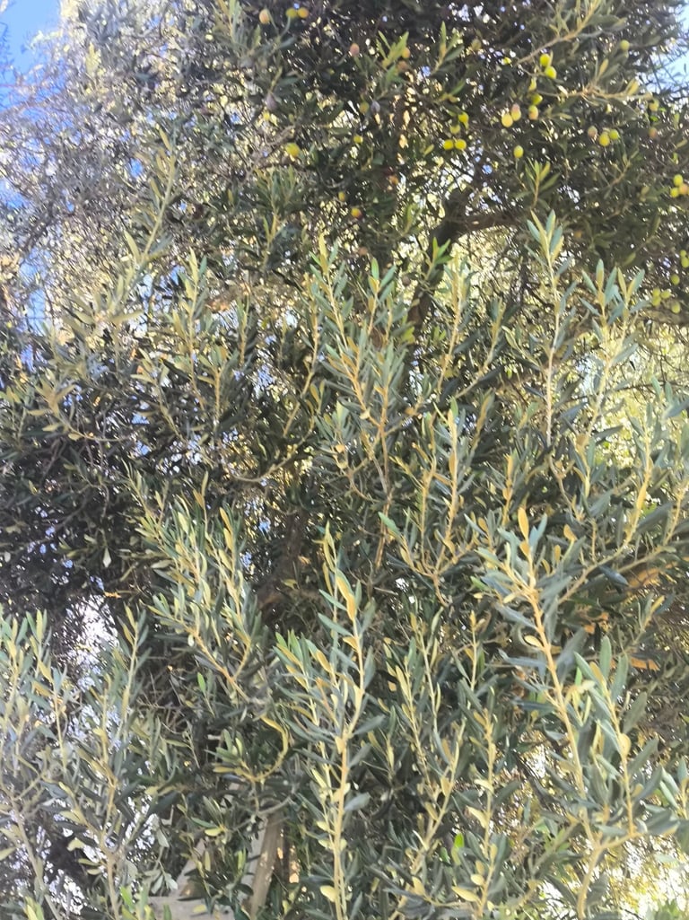 erken hasat zeytinyağı