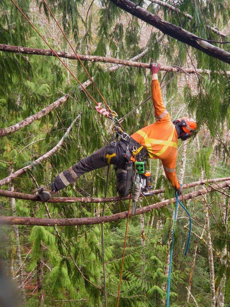 Climbing Arborists