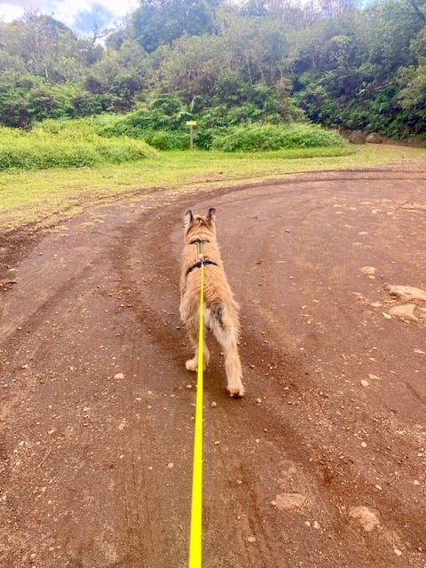 chien avec harnais de traction mantrailing
