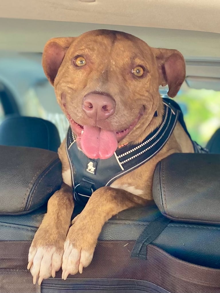 chien Pit Bull qui sourit