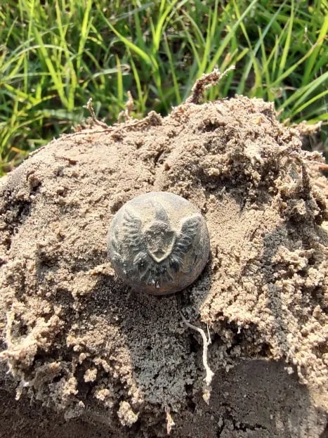 union infantry button civil war 