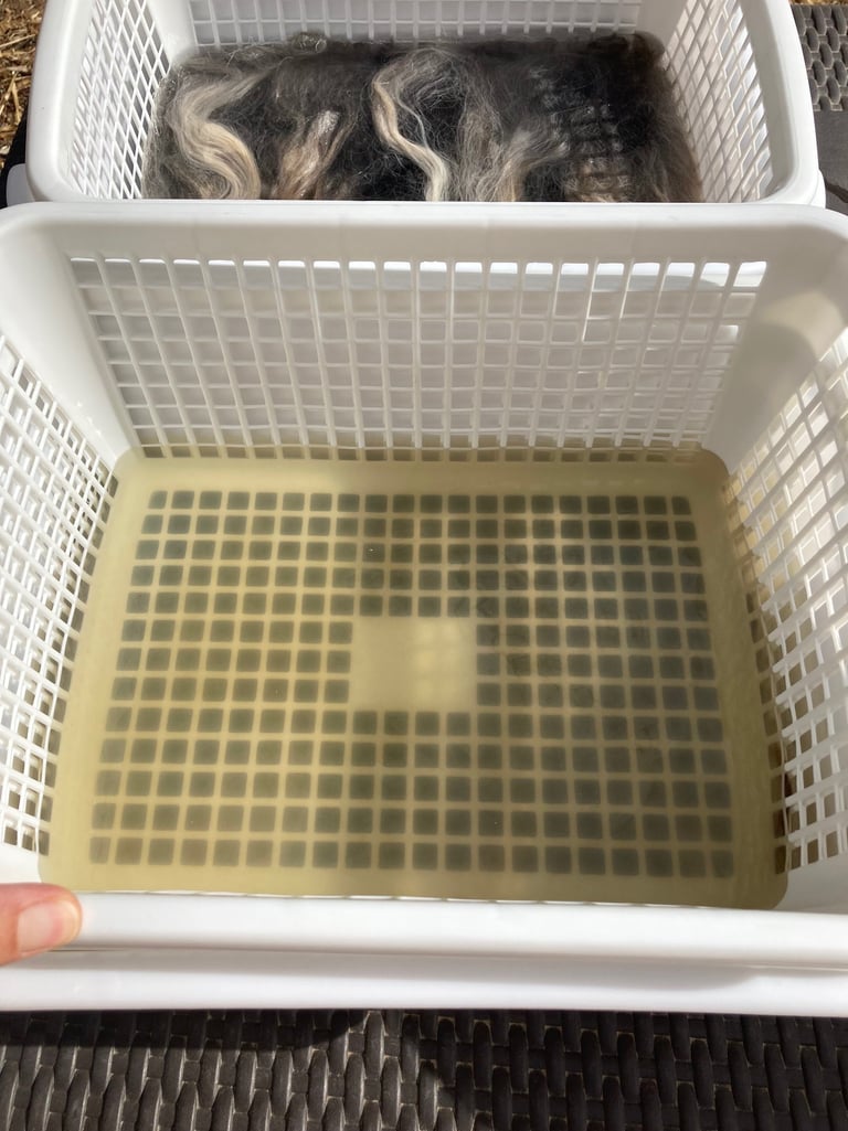 Pushing wool down into water using a plastic basket