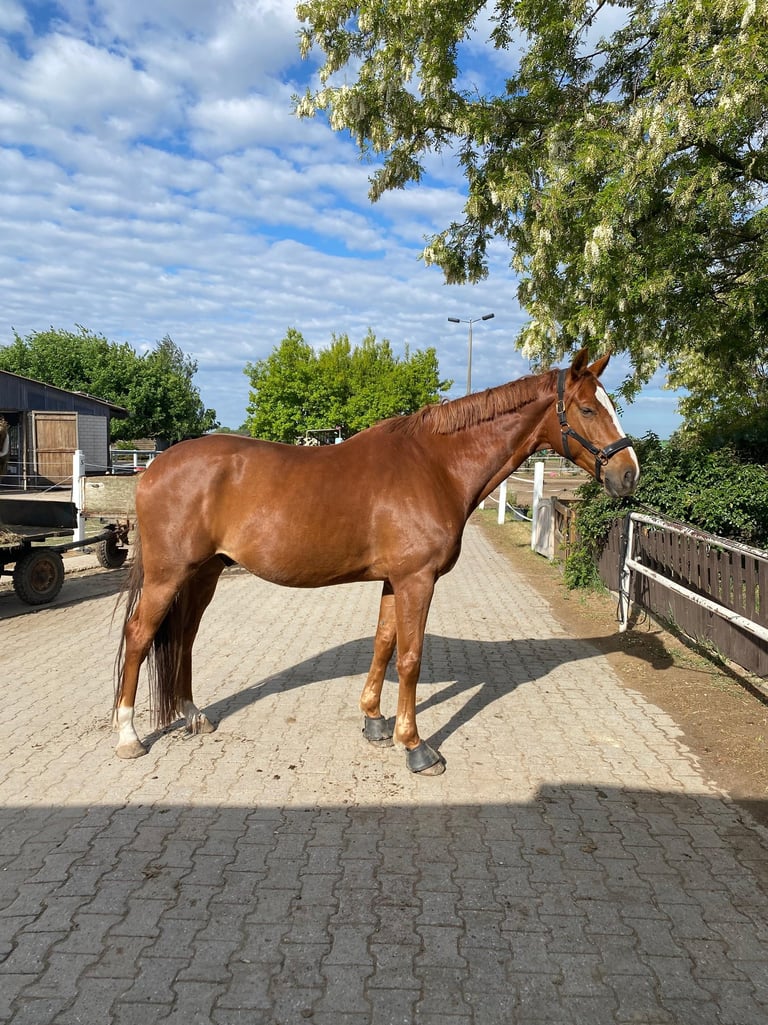 Bild von Beniro (Pferd)