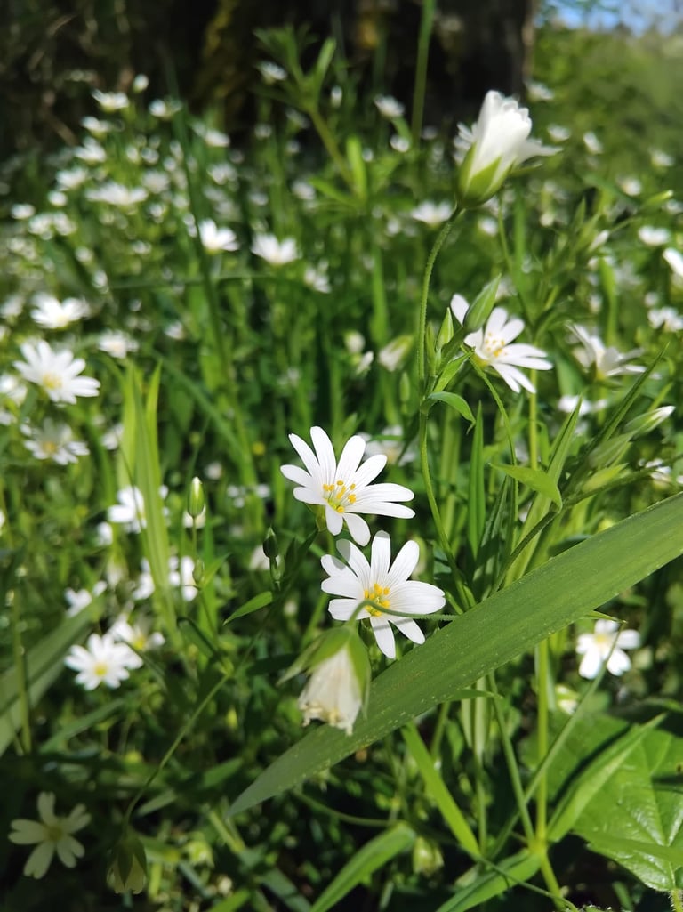 Close-up of wild white starwort flowers blooming in a lush green meadow in springtime, under natural
