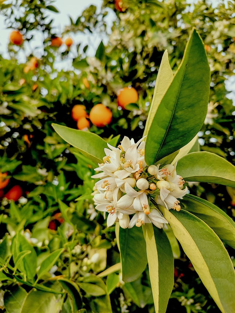 Agrumi siciliani