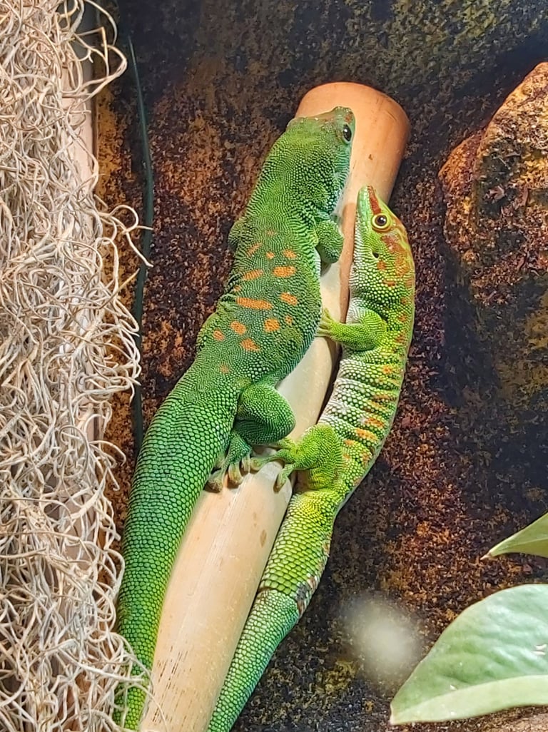 Phelsuma grandis