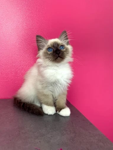 Sora - Sacré de Birmanie Seal Point - Chez le vétérinaire - Chaton