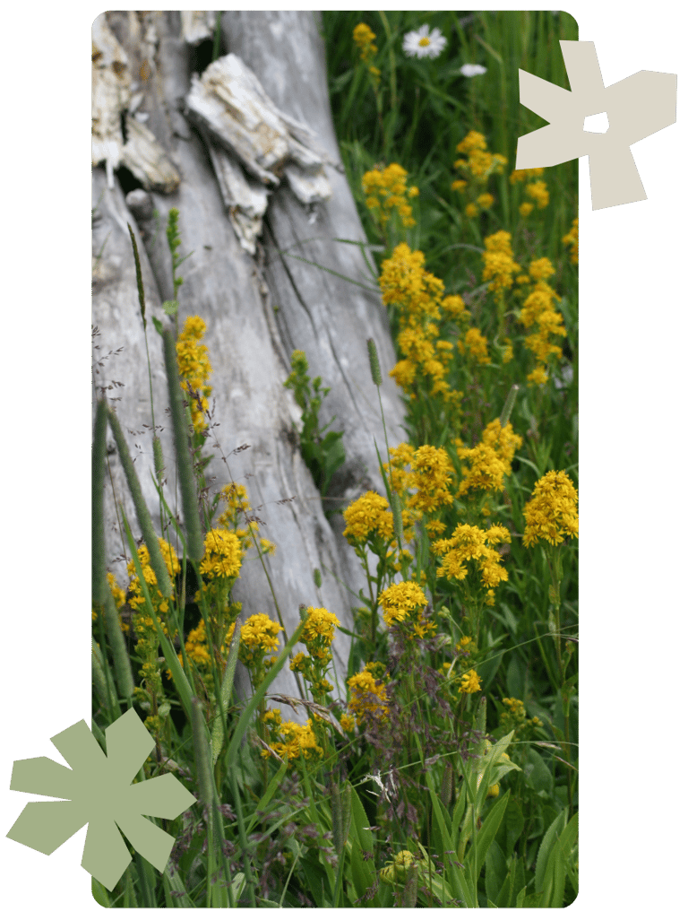 Flowers in grass with woodcuts of flowers overlaying it.