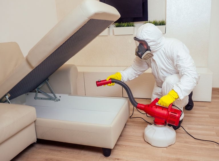 société traitement des cafards à Valence, désinsectisation blattes