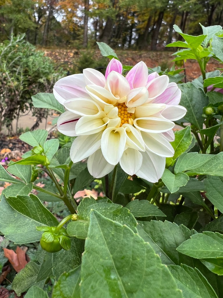 Dahlia that I didn't dig up so it decided to blooom late October 2025.