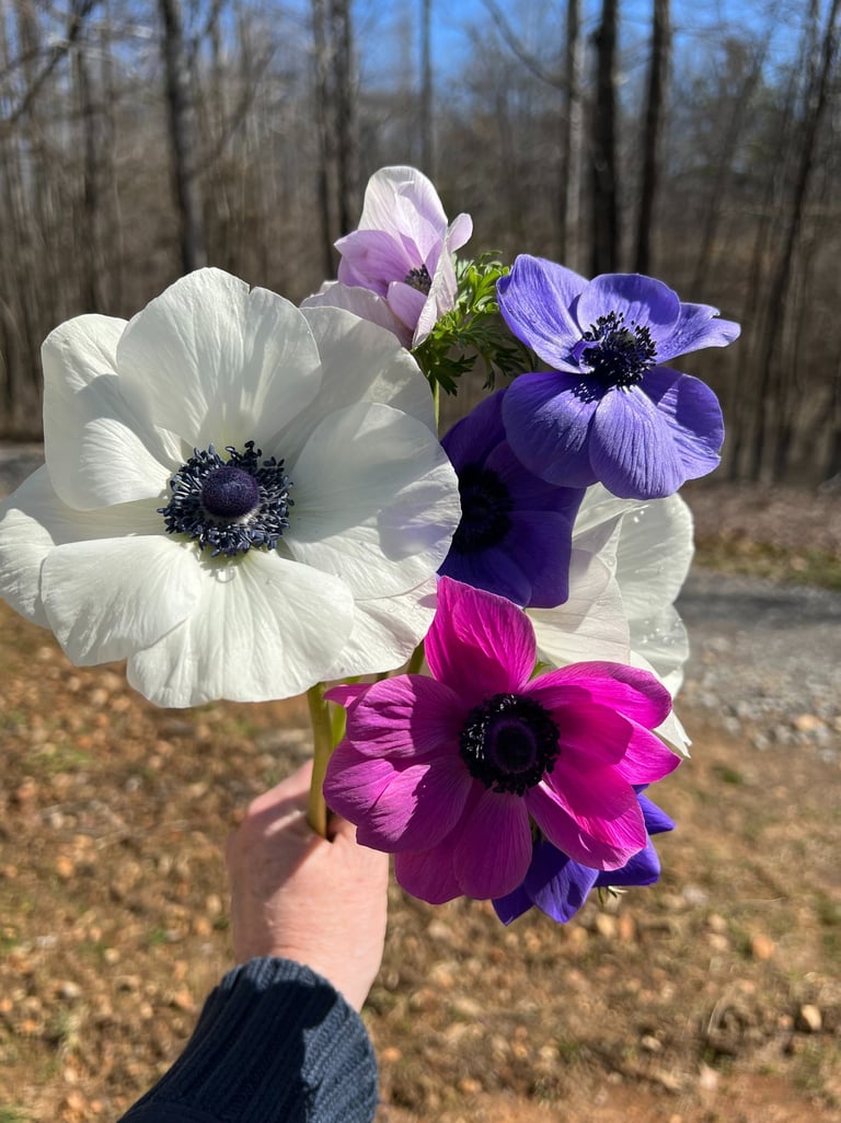 Will not be long before we see these beauties again. Already fall planted in the ground. Come on Spr