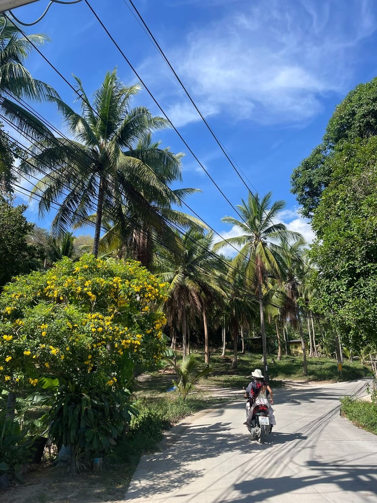 Skuter Koh Phangan palmy