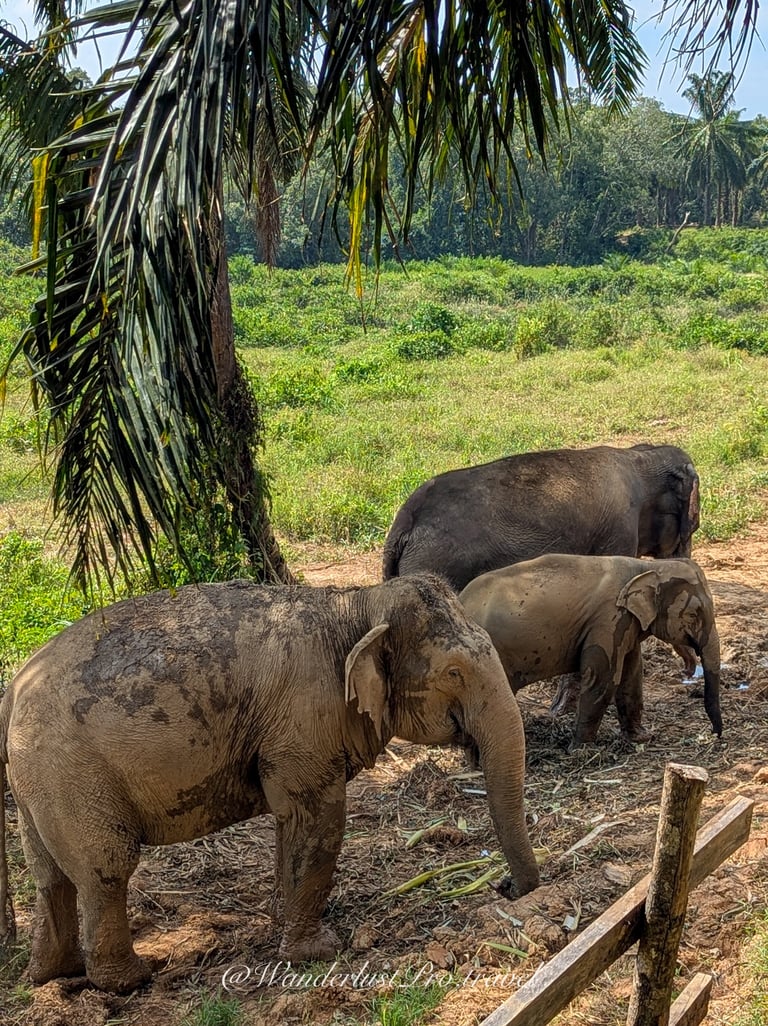 Elephants Krabi