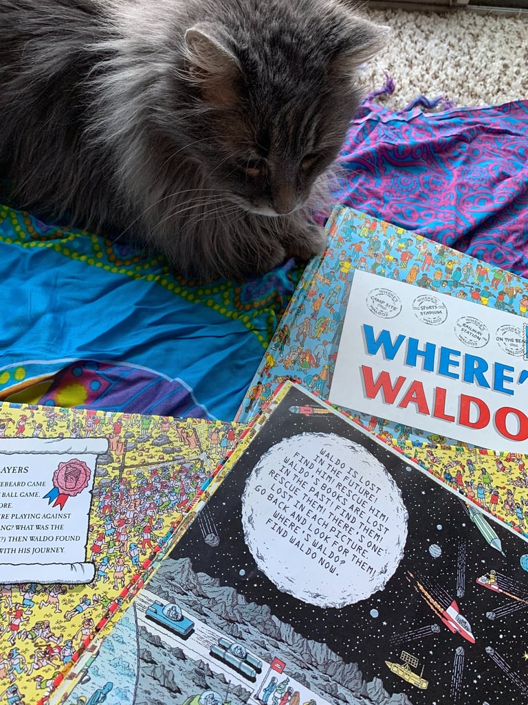 a longhaired grey cat sitting on a colorful scarf and looking at Where's Waldo books
