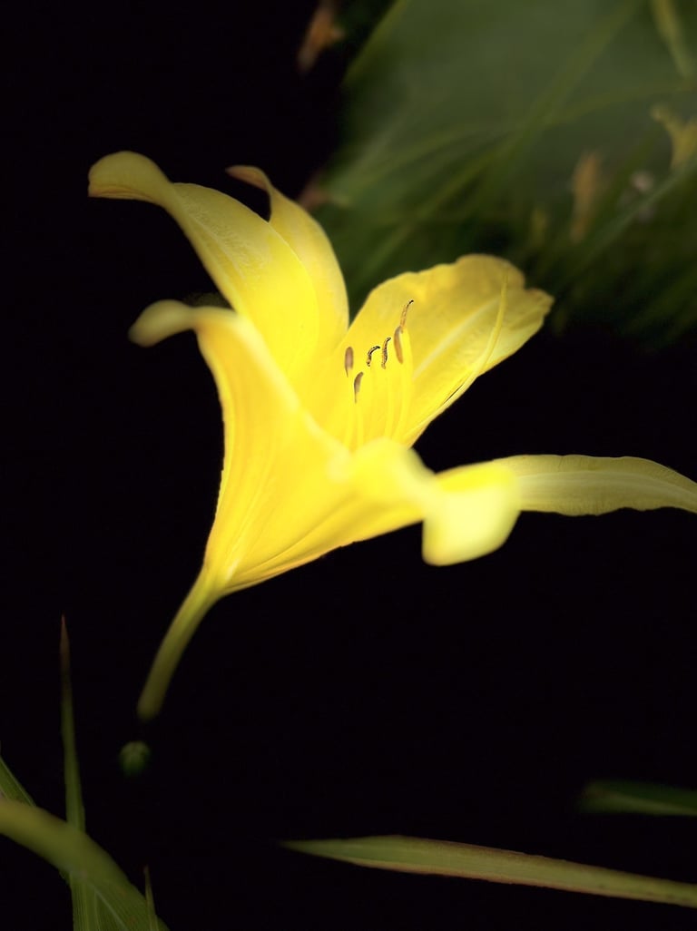 Daylily Drama - Archived
