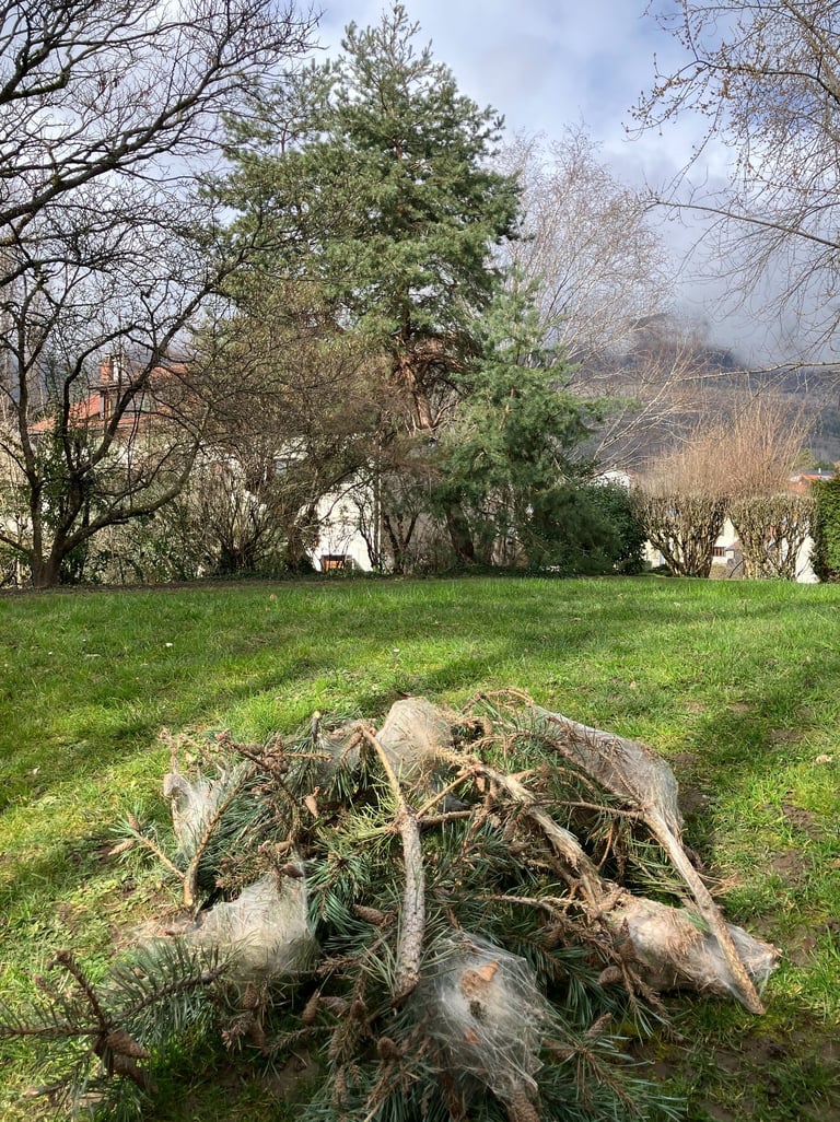 lutte chenilles processionnaires haute-savoie, annecy, genève, annemasse, cluses, bonneville,  