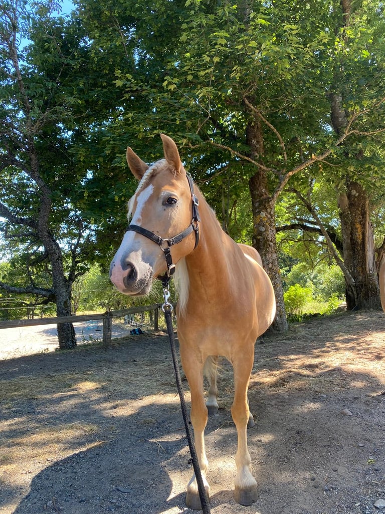 Cheval pour l'équitation, les balades et randonnées en Ardèche