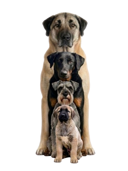 Contactez-nous. Chiens adultes, chiots, éducation canine seine et marne 77