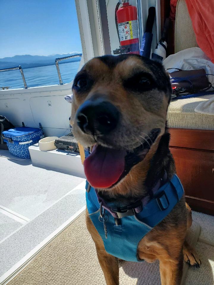 dog on boat